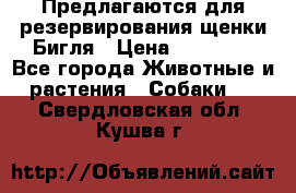 Предлагаются для резервирования щенки Бигля › Цена ­ 40 000 - Все города Животные и растения » Собаки   . Свердловская обл.,Кушва г.